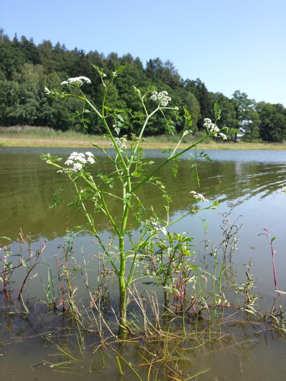 Oenanthe aquatica