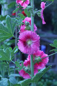 Alcea ficifolia