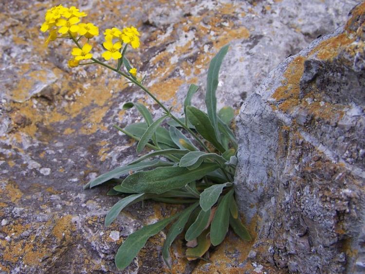 Alyssum saxatile