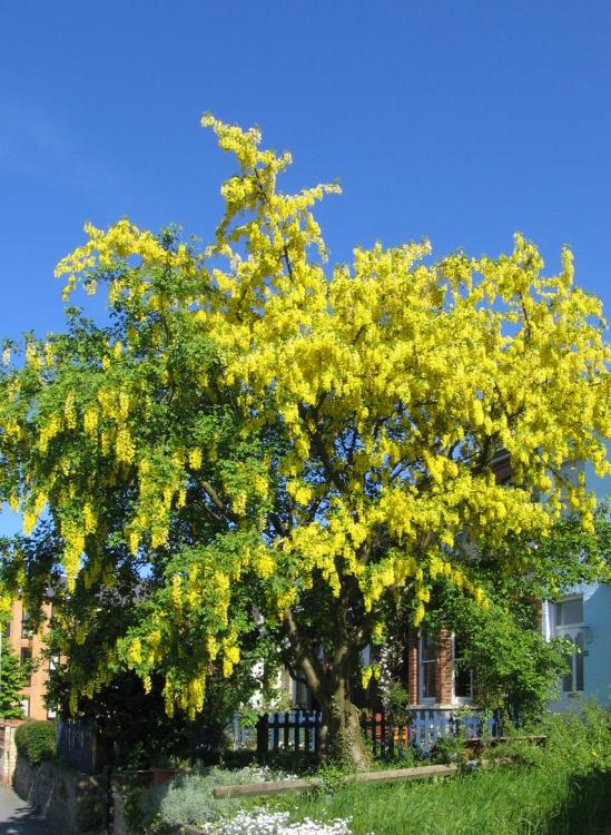 Laburnum anagyroides