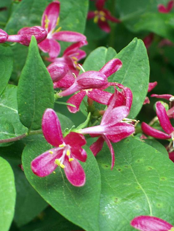 Lonicera tatarica