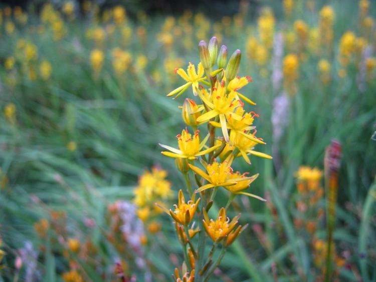 Narthecium ossifragum