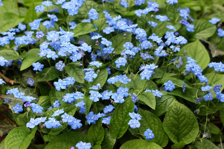 Omphalodes verna