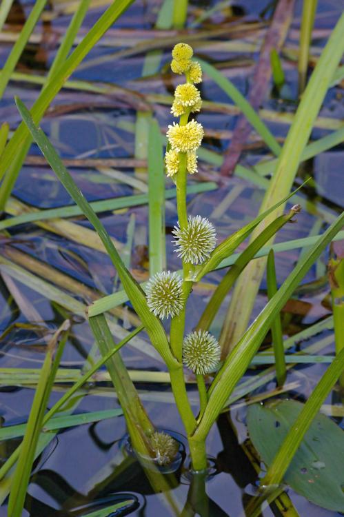 Sparganium emersum