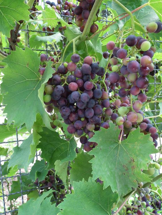 Vitis vinifera