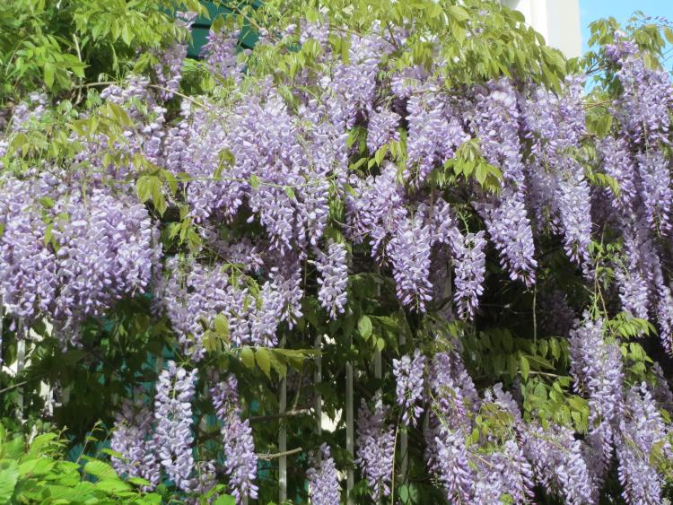Wisteria floribunda