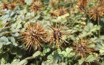 acaena microphylla