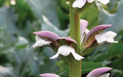 acanthus mollis