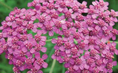 achillea millefolium