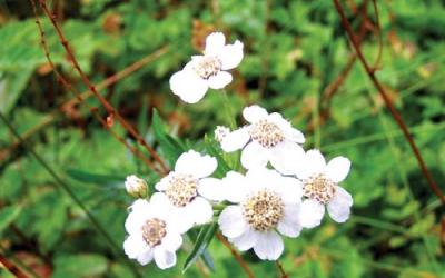 achillea ptarmica