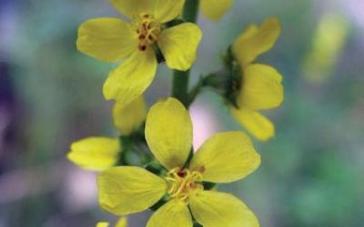 agrimonia eupatoria