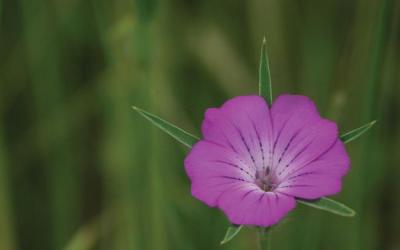 agrostemma githago