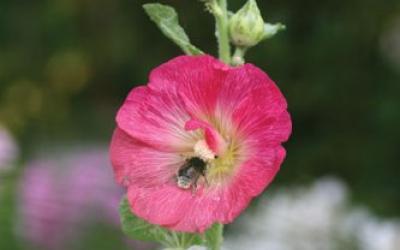 alcea rosea