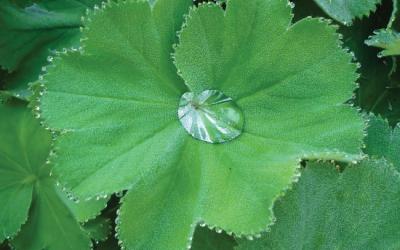 alchemilla mollis