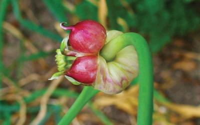 allium sativum