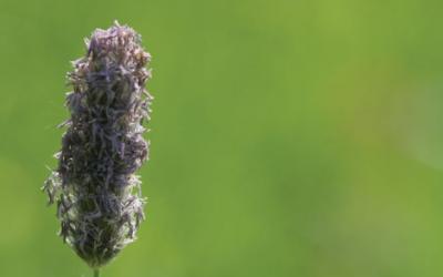 Alopecurus pratensis