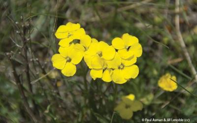 Alyssum montanum