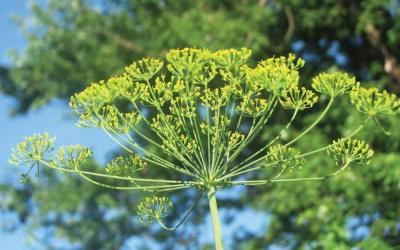 Anethum graveolens