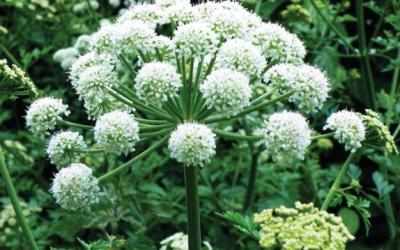 Angelica sylvestris
