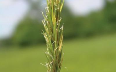 Anthoxanthum odoratum