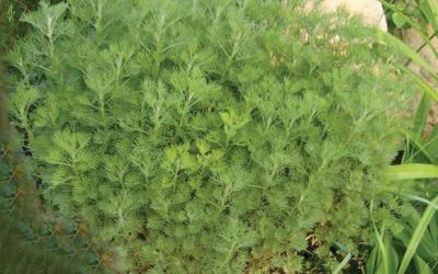 Artemisia abrotanum