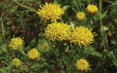 Aster linosyris