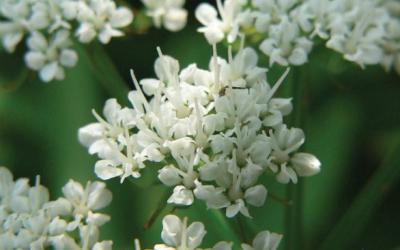 Berula erecta