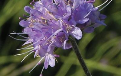 blauwe_knoop_succisa_pratensis