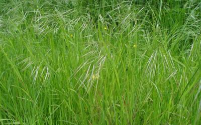 Bromus sterilis