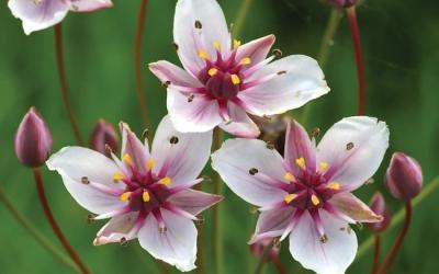 Butomus umbellatus