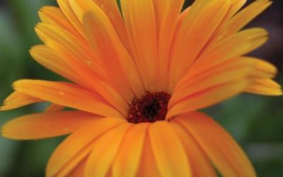 Calendula officinalis