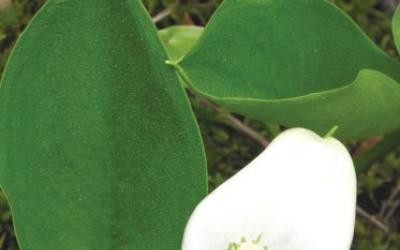 Calla palustris