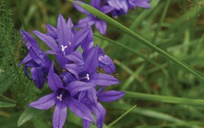 Campanula glomerata