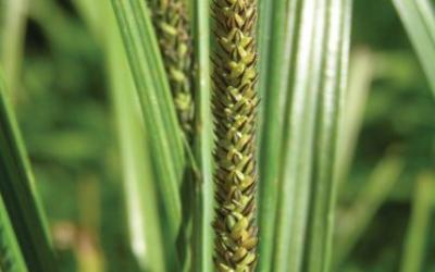 Carex acuta