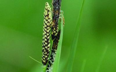 Carex nigra