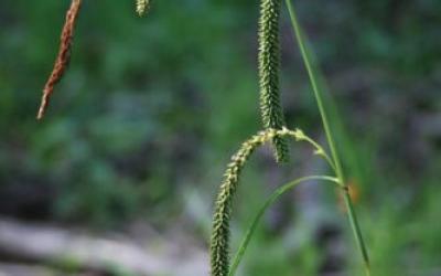 Carex pendula