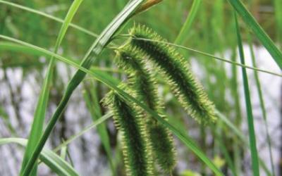 Carex pseudocyperus