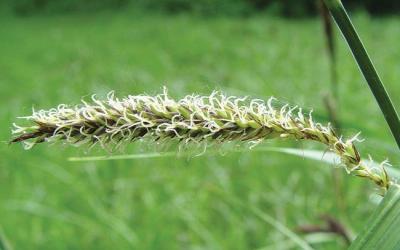 Carex riparia