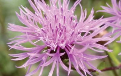 Centaurea jacea