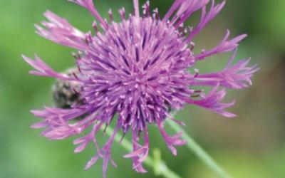 Centaurea scabiosa
