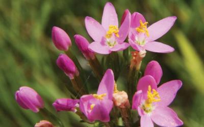 Centaurium erythraea
