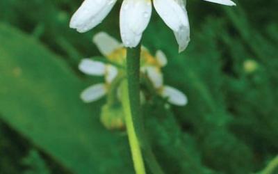 Chamaemelum nobilis