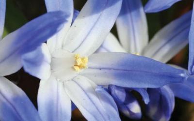 Chionodoxa lucillae