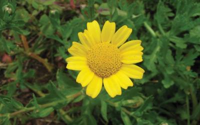 Chrysanthemum segetum