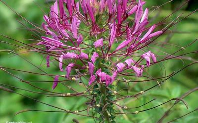 Cleome hassleriana