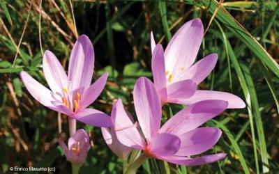 Colchium autumnale