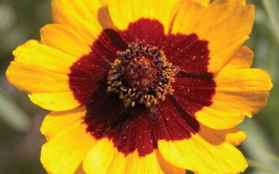 Coreopsis tinctoria