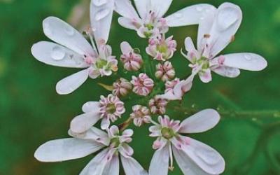 Coriandrum sativum