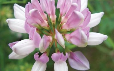 Coronilla varia