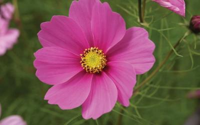 Cosmos bipinnatus